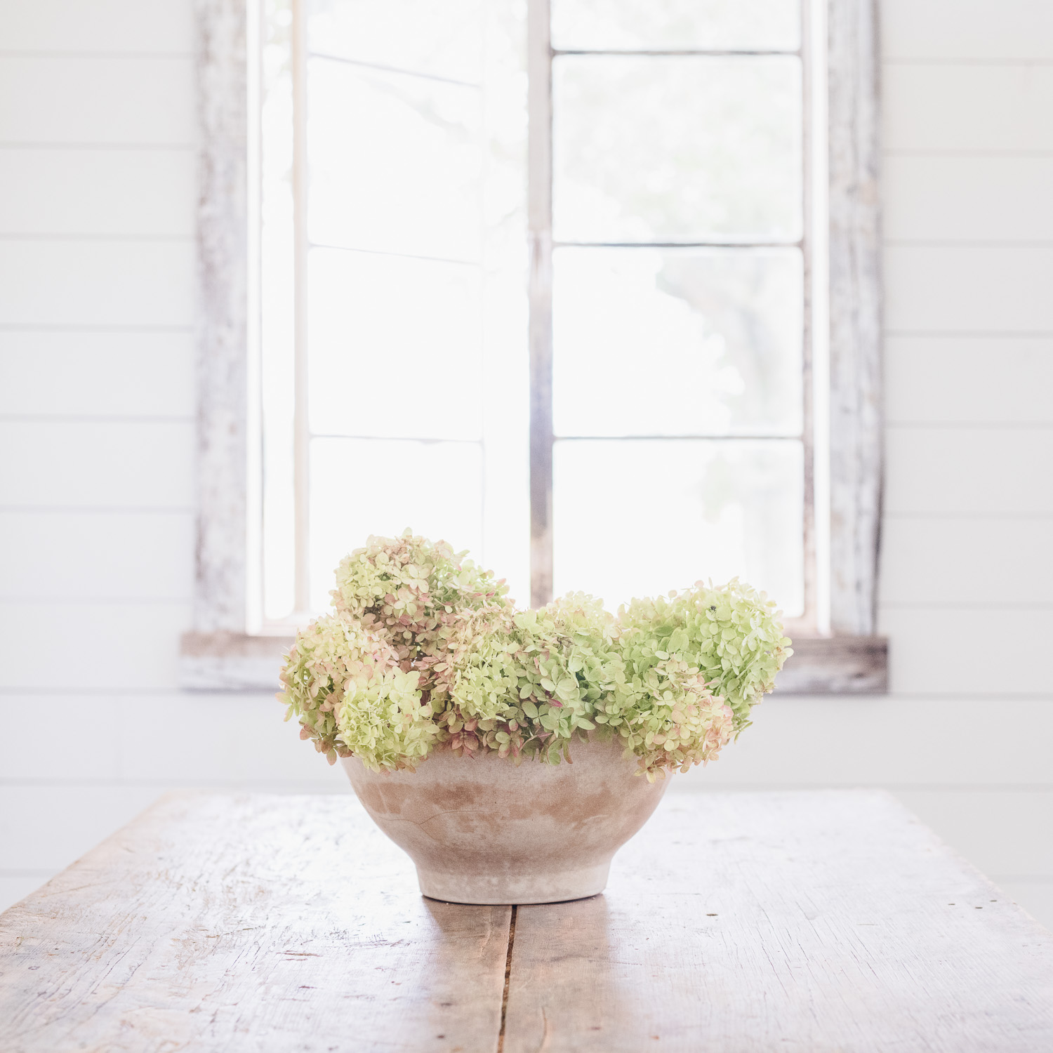 Hydrangeas in an Ironstone Bowl in my barn photography studio