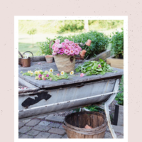 basket of zinnias on a vintage potting bench