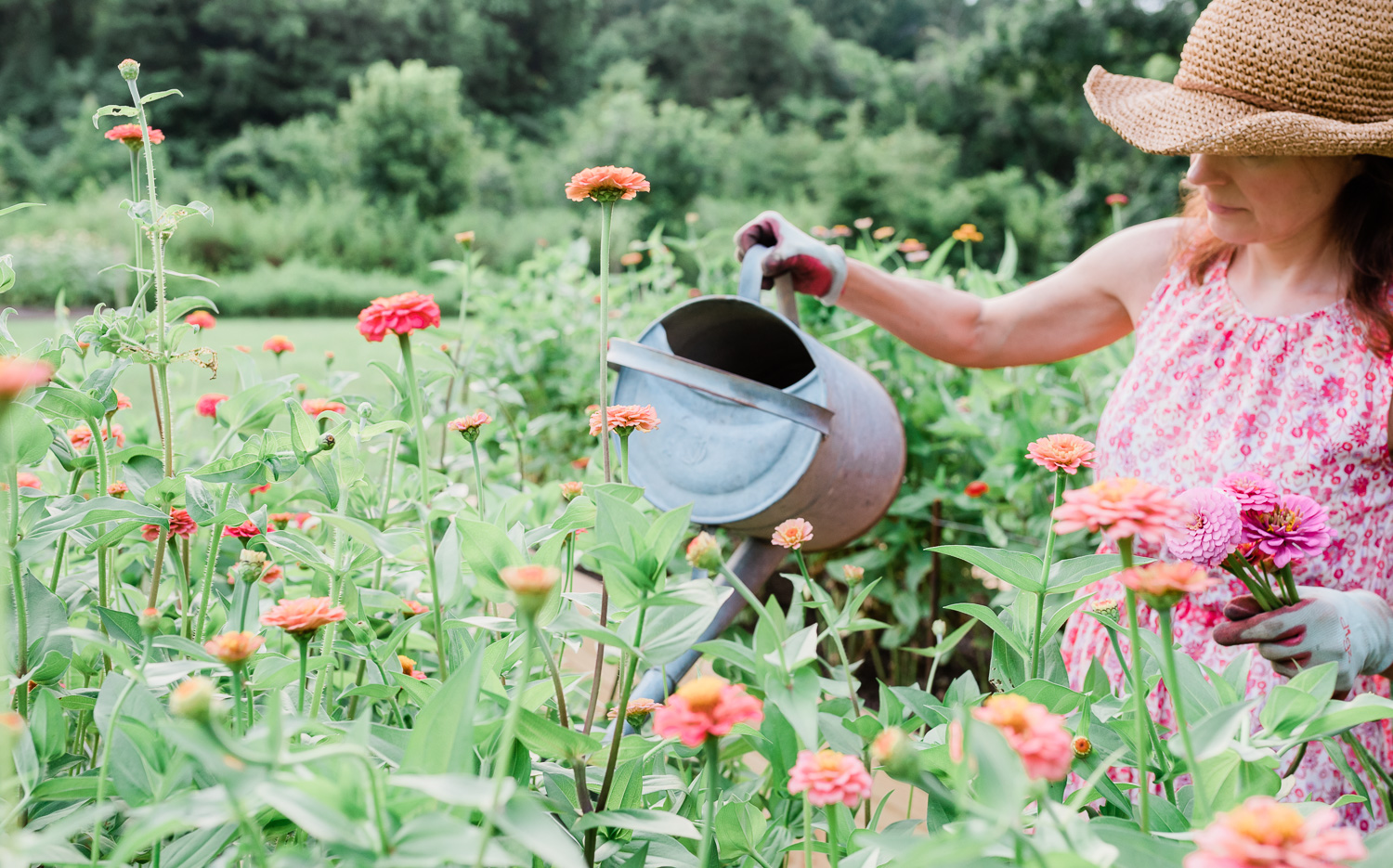 Flower Garden | Zinnia's 