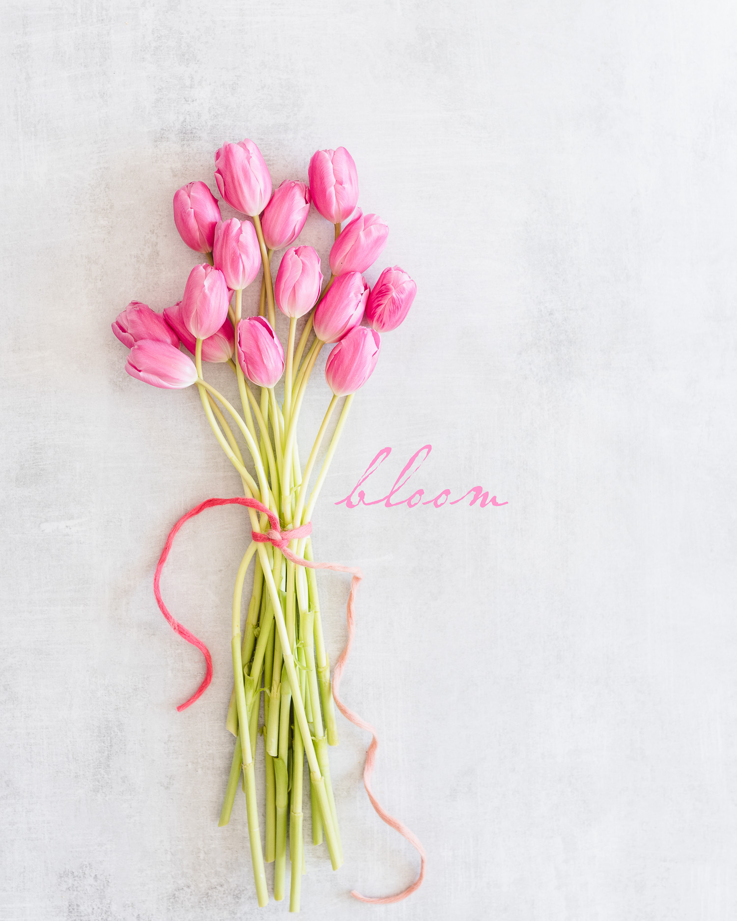 bouquet of pink tulips, ribbon and the word bloom | iPhone Wallpaper You'll Love This Month