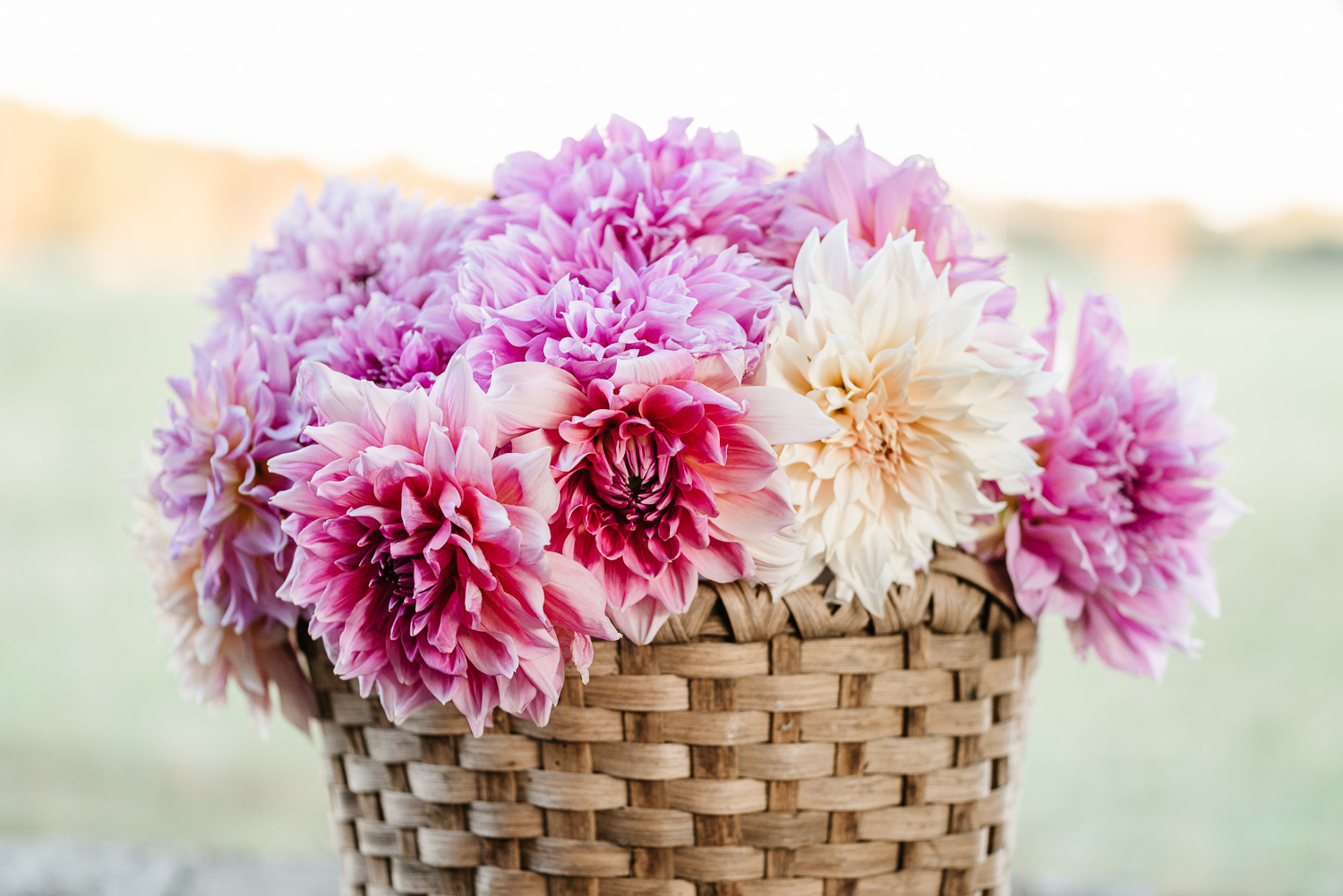 Basket of Dahlias