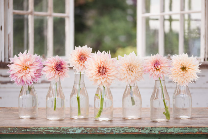 Dahlias in old milk bottles