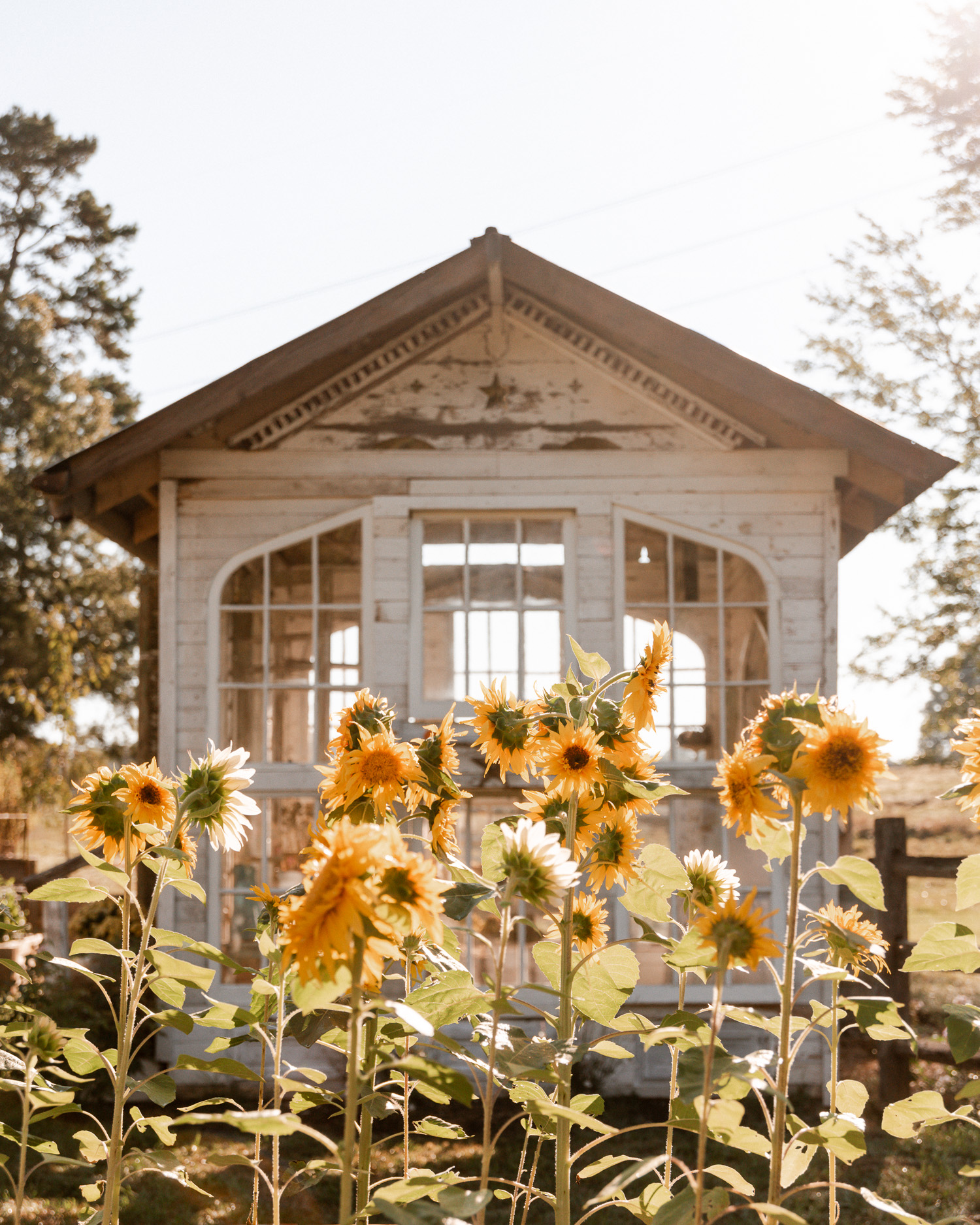 Flower House & Sunflowers