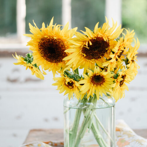 Sunflower Frilly