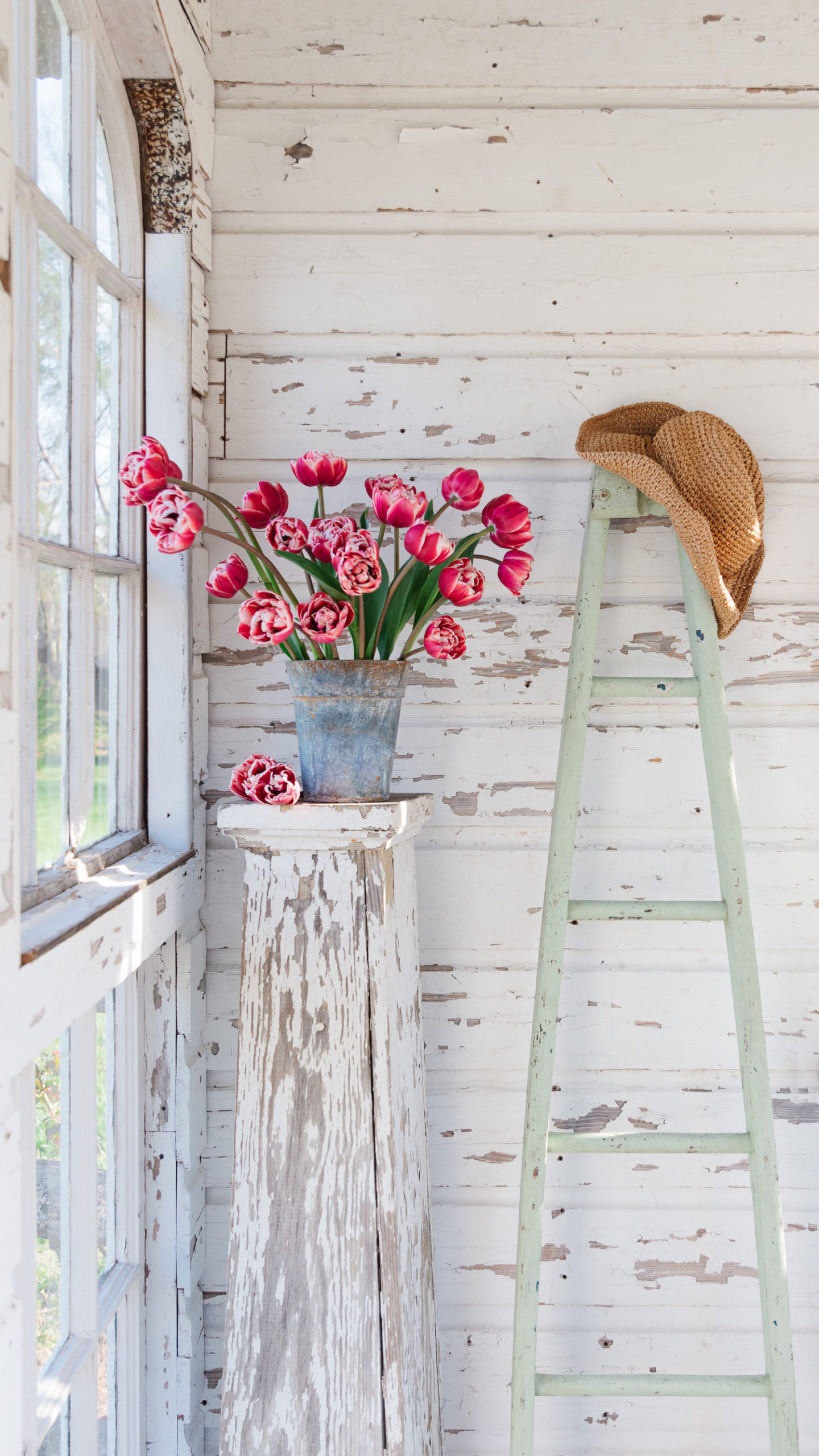 Tulip Renown Unique | Flower House
