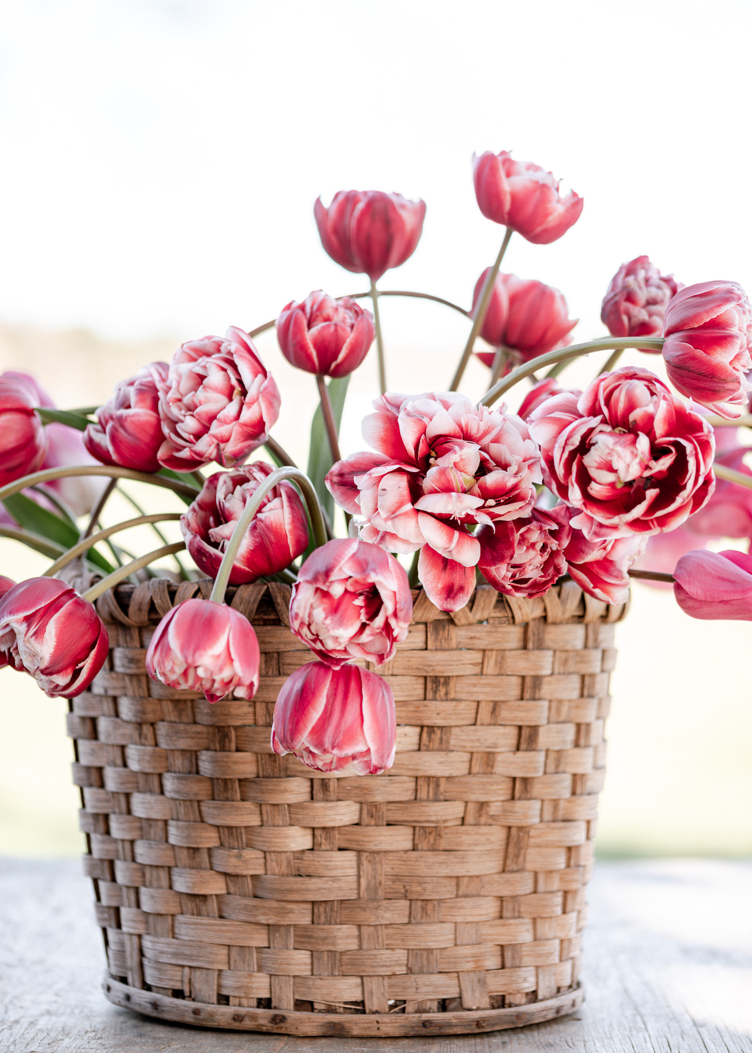Tulip Renown in a antique basket