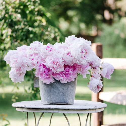 Pink Peonies in a calf bucket. Greeting Cards