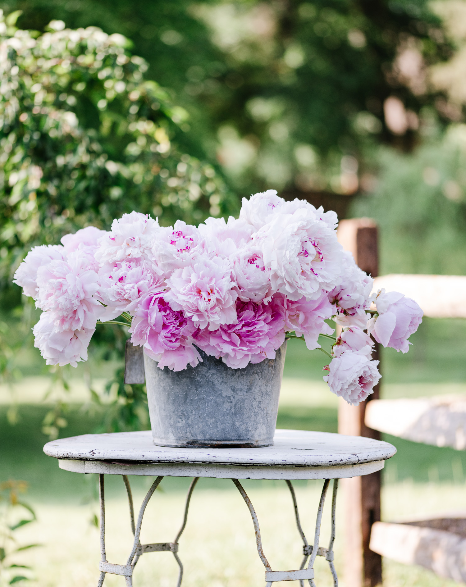 Pink Peonies in a vintage bucket | Among the Flowers