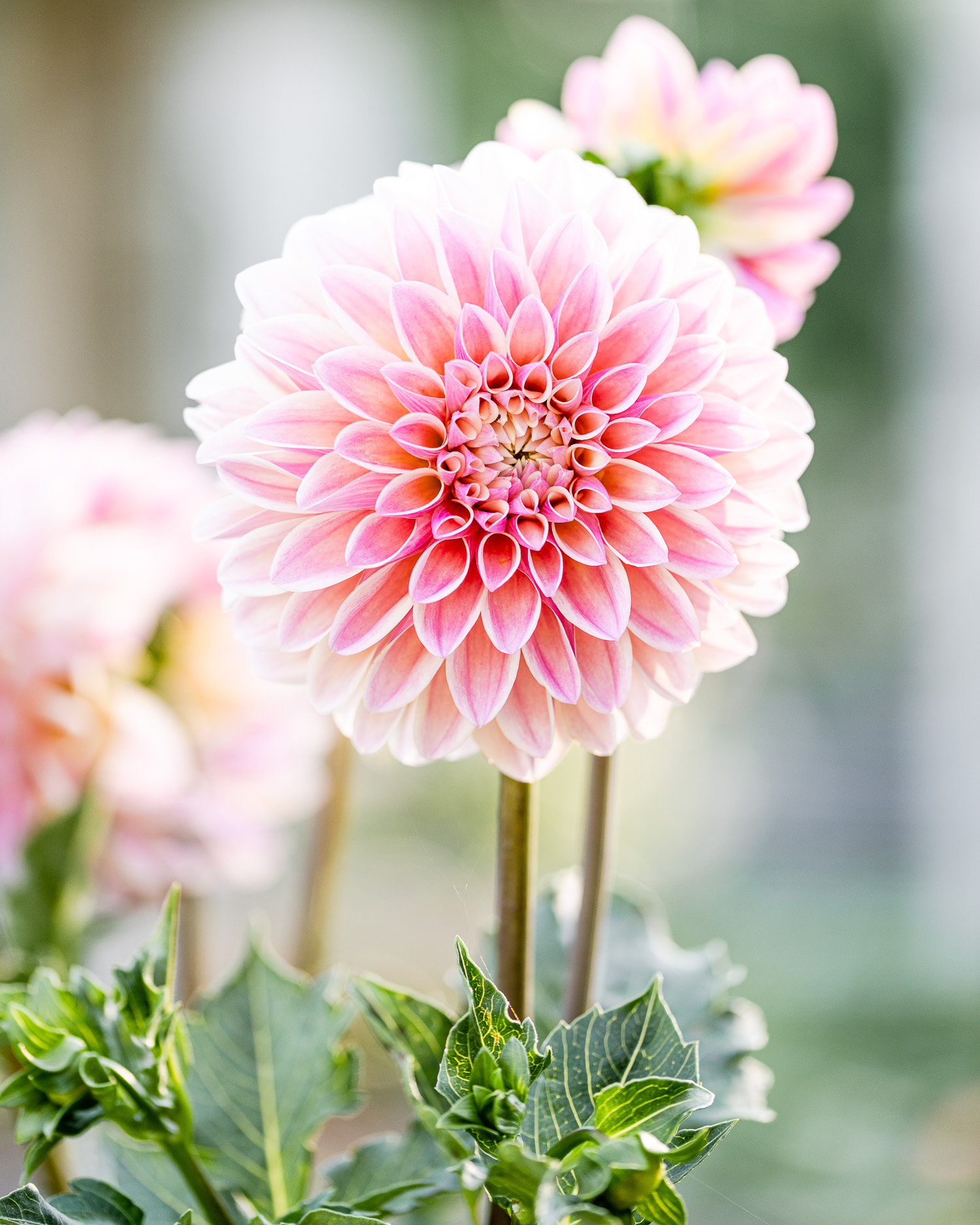 Pink Dahlia blooming in The Flower Garden | Flowers Blooming, Zinnias, Roses, Dahlias
