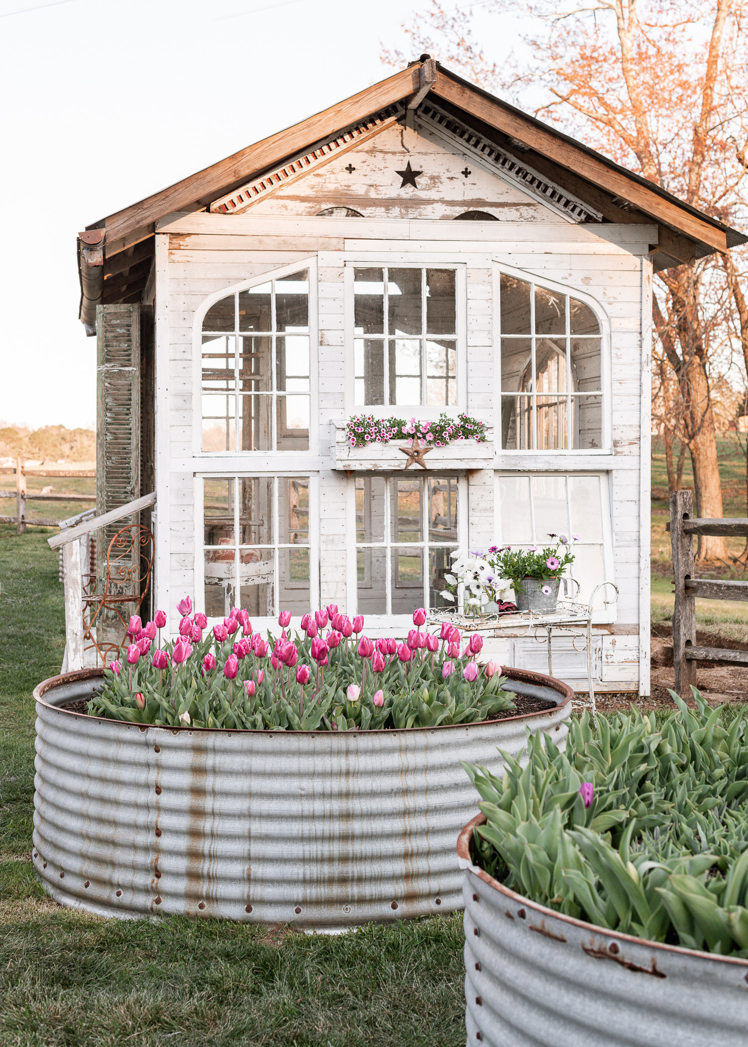 The Flower House | Tulips