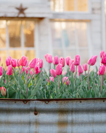Tulips in Silo Rings | The Flower House