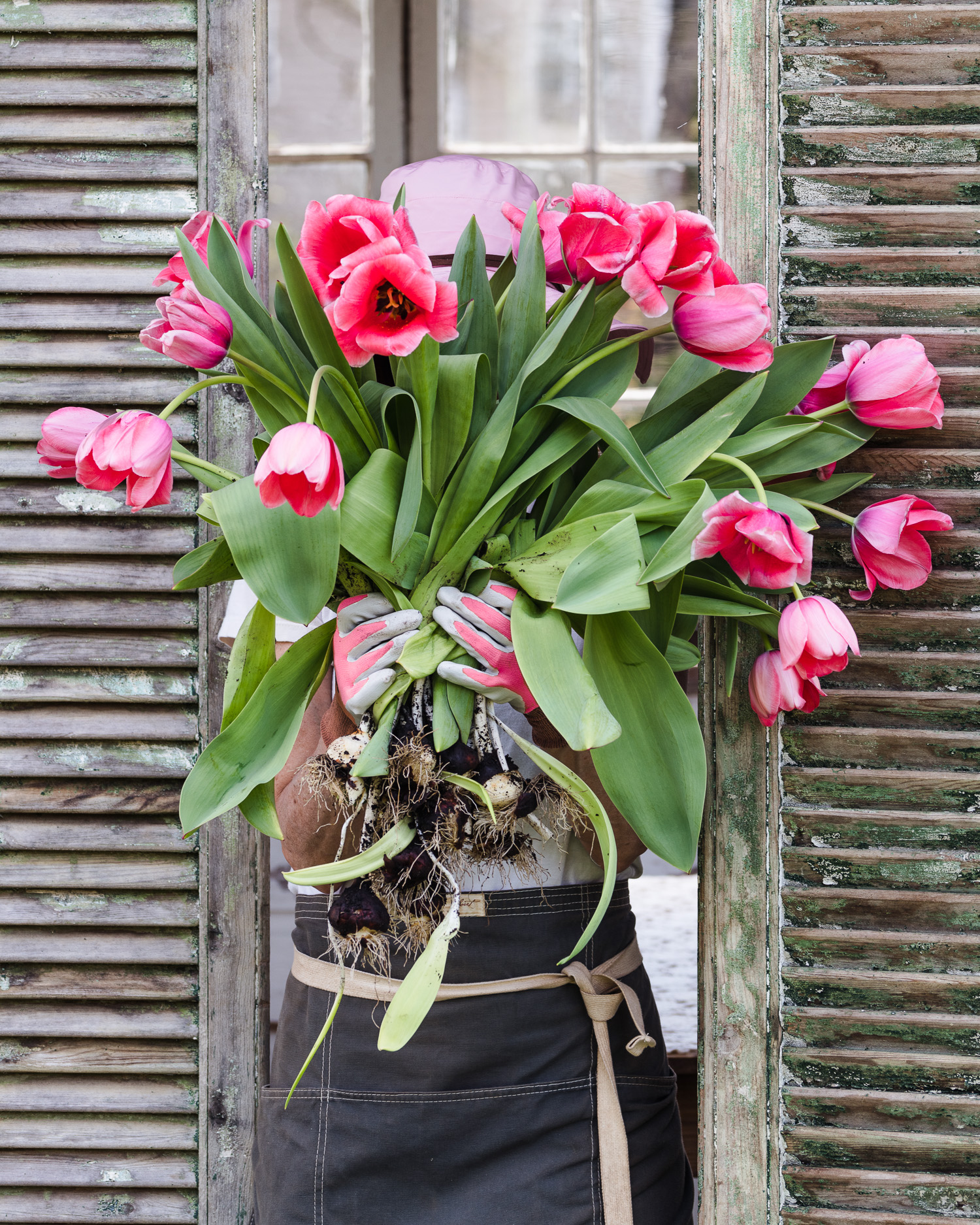 Cut Flower Garden. Flower Photographer with a handful of tulips from her garden.