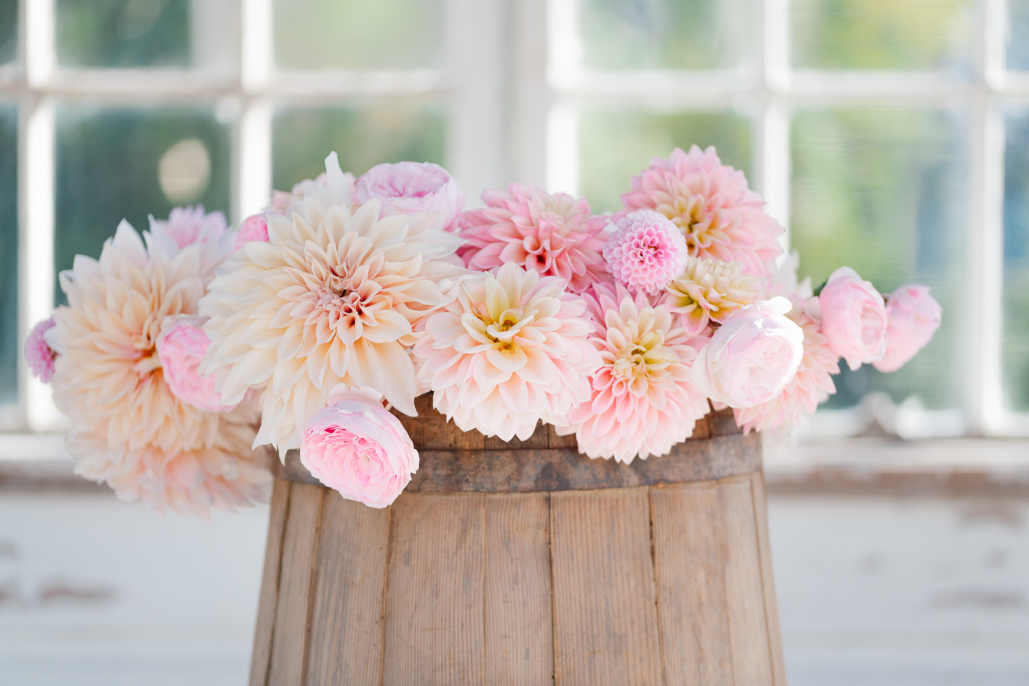 vintage wooden bucket filled with dahlias from the flower garden