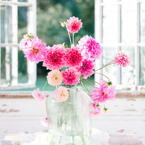 Antique French Jar filled with pink dahlias.