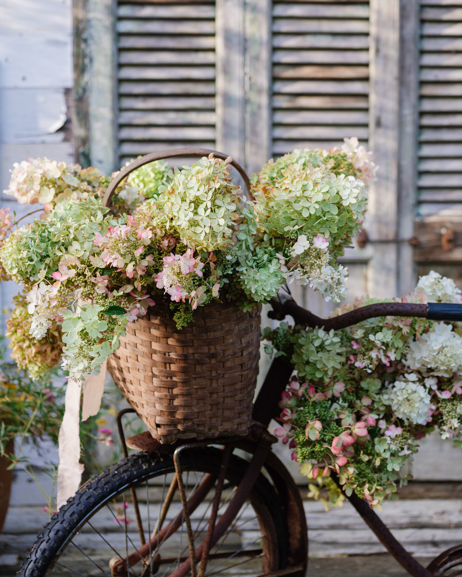 Antique bike and a vintage basket filled with hydrangeas in front of The Flower House
