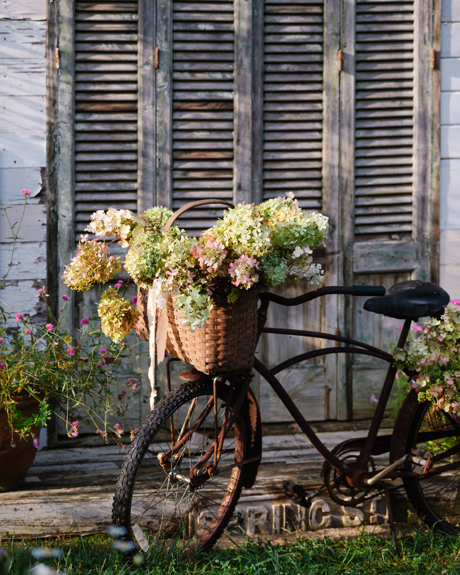 Antique bike filled with hydrangeas  Antique bike in front of The Flower House filled with hydrangeas