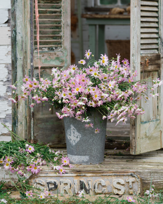 The Flower House, bucket of chrysanthemums