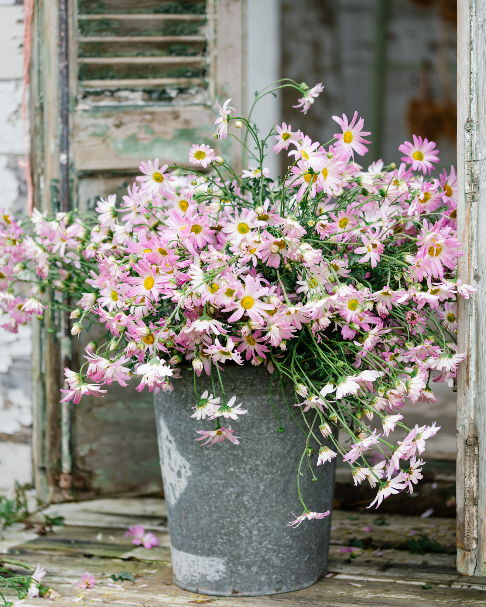 Bucket of Blooms