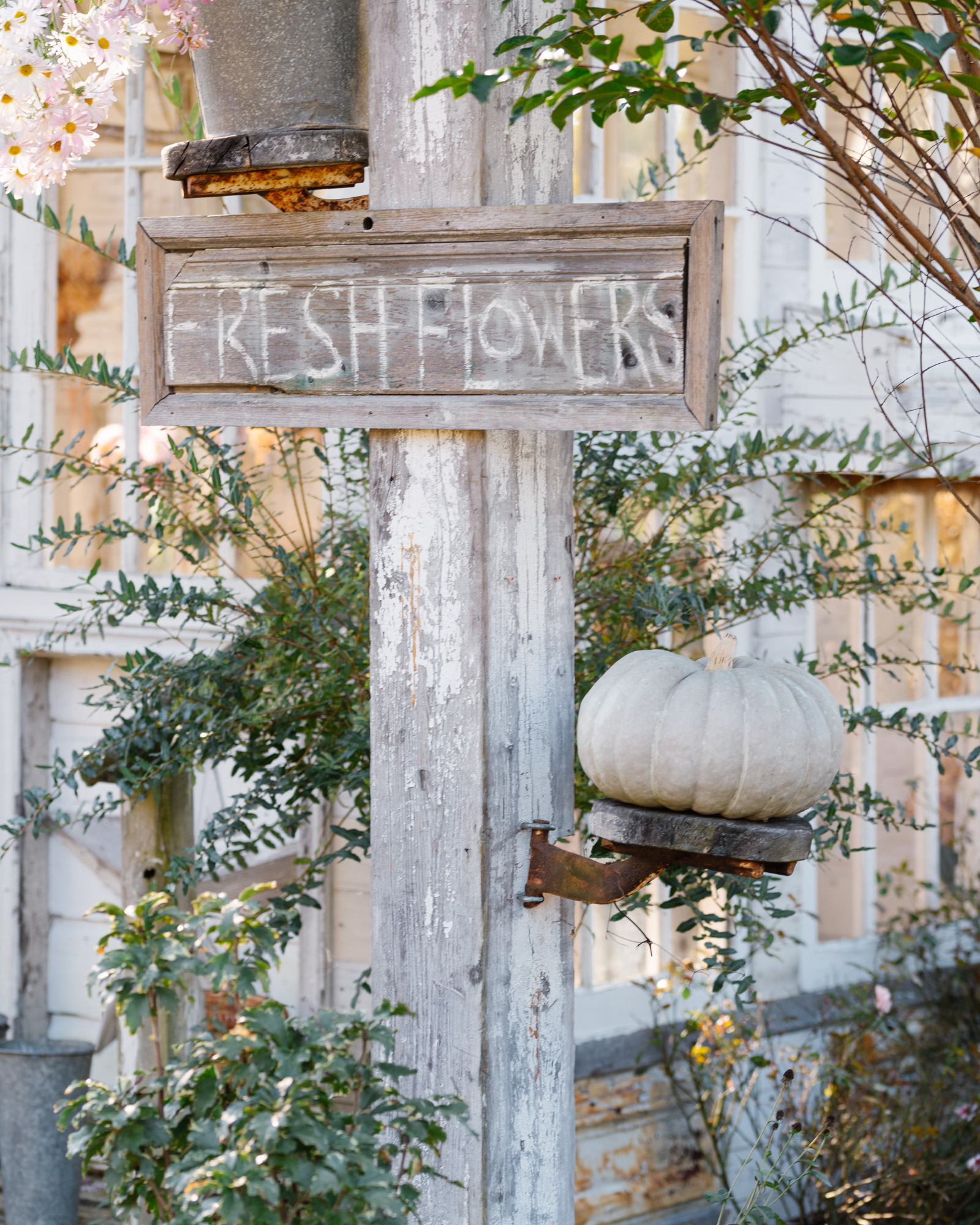 Fresh Flowers Sign with a pumpkin and a bucket of chrysanthemums 