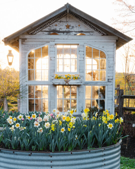 The Flower House Daffodil Season