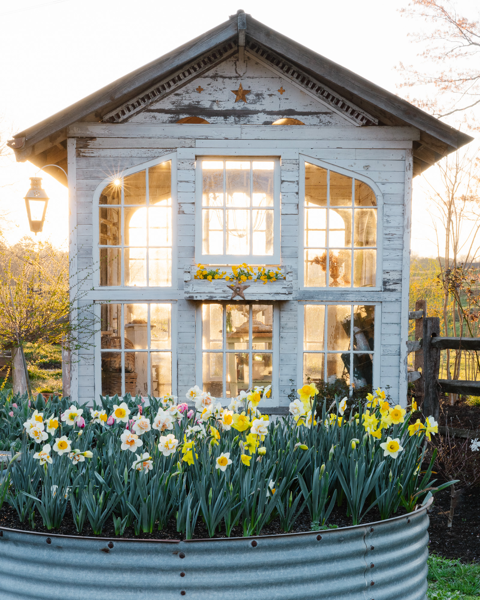 The Flower House Daffodil Season