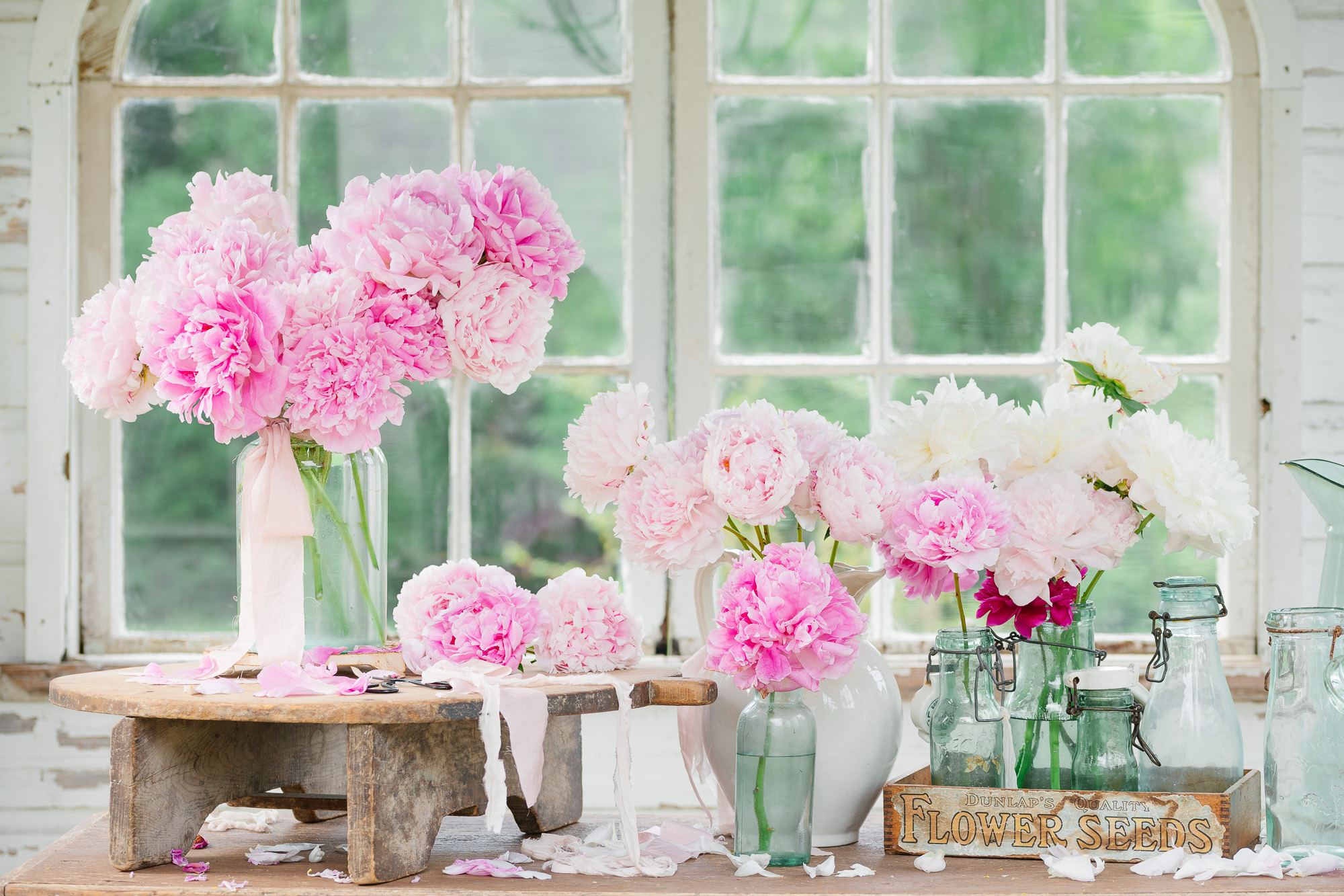 Peonies from the flower garden in the flower house