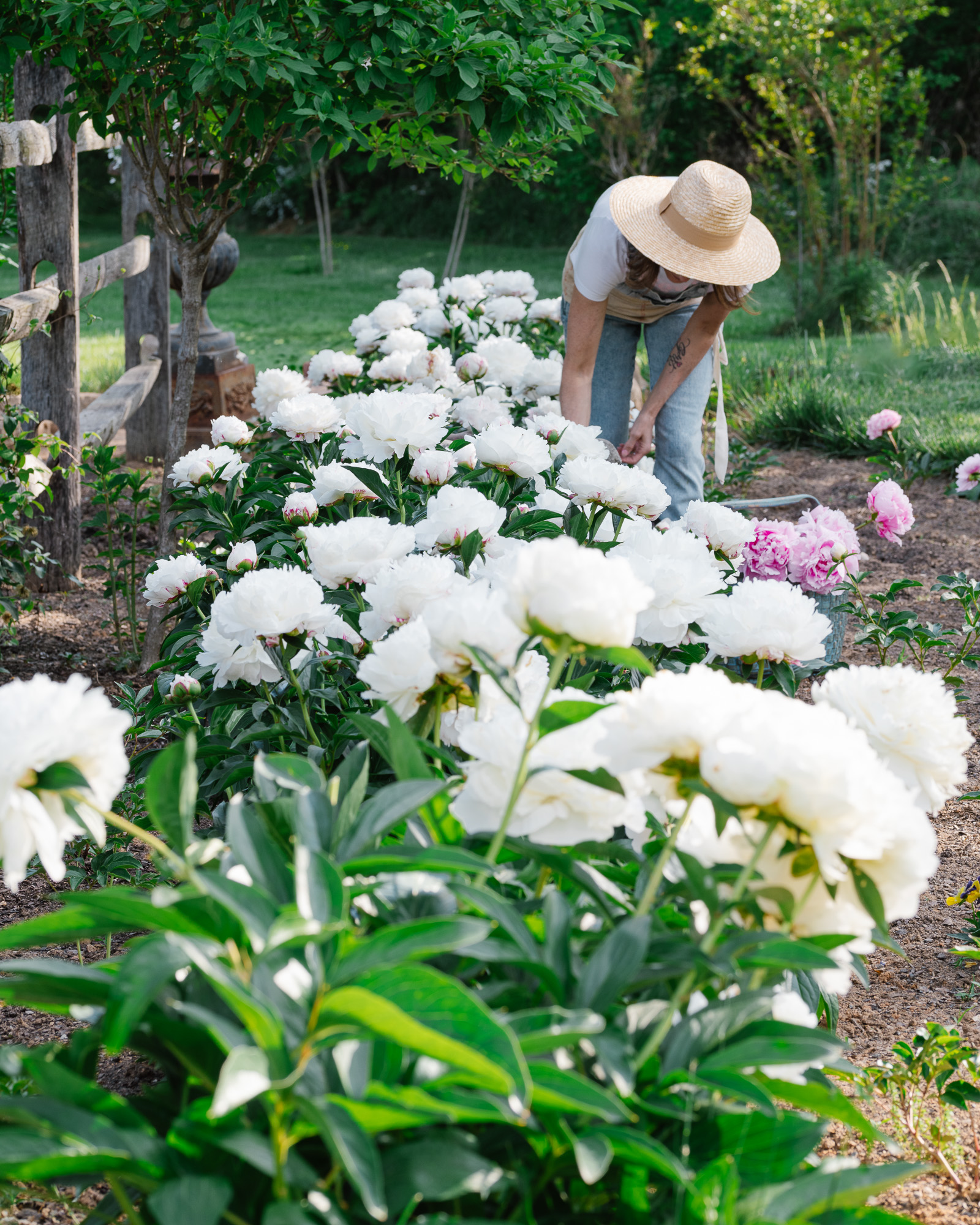 "Duchesse de Nemours" white peony is one of my favorites 