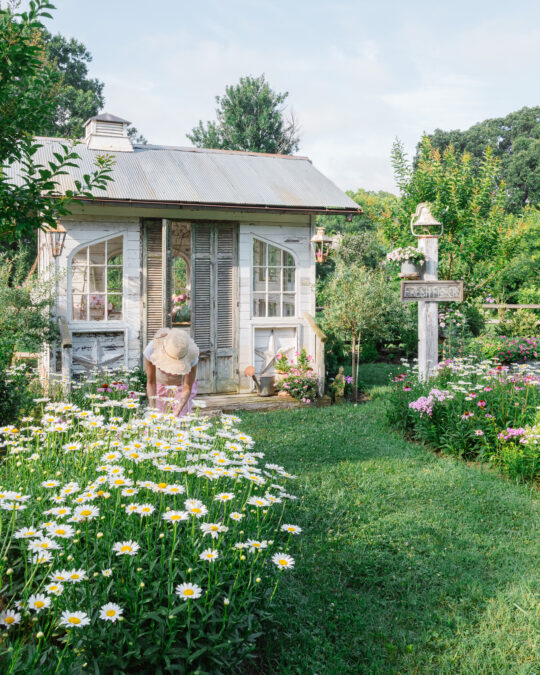 Flower gardener in sunhat tending to Becky daisies in a lush summer flower garden, with vintage white flower house and salvaged architectural details in the background.