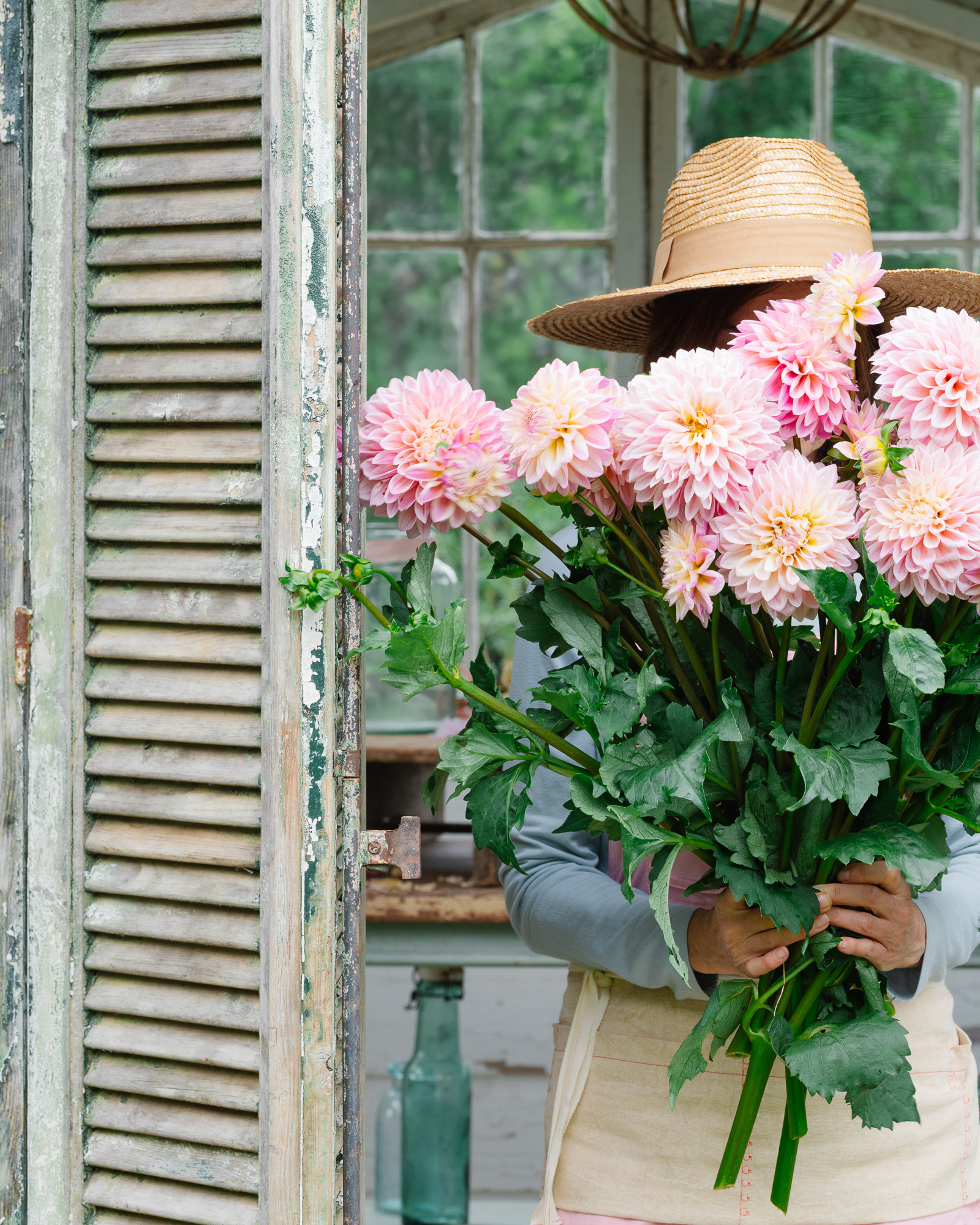 Flower Gardener with a handful of pink dahlias