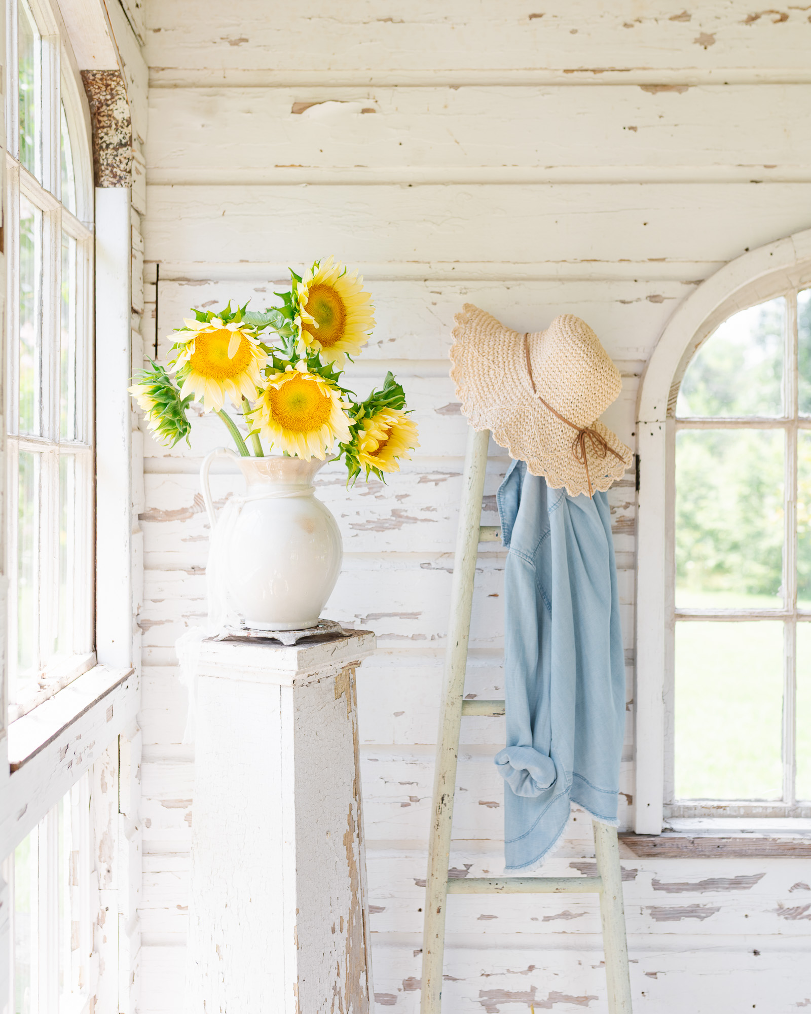 Sunflowers | Pro Cut White Lite Sunflowers in the flower house Pro Cute White Lite Sunflowers