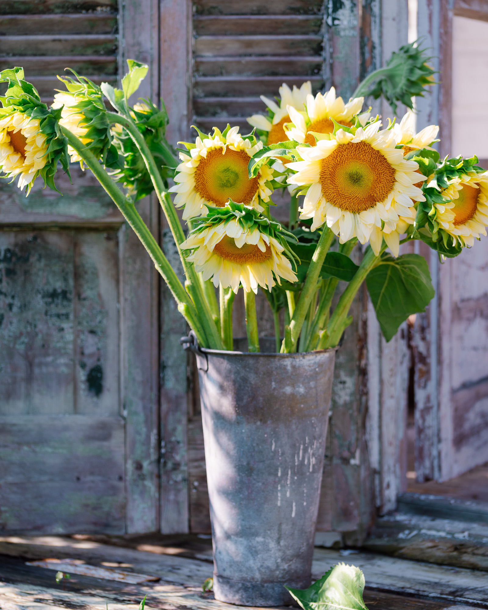 Sunflowers sunflowers in a bucket