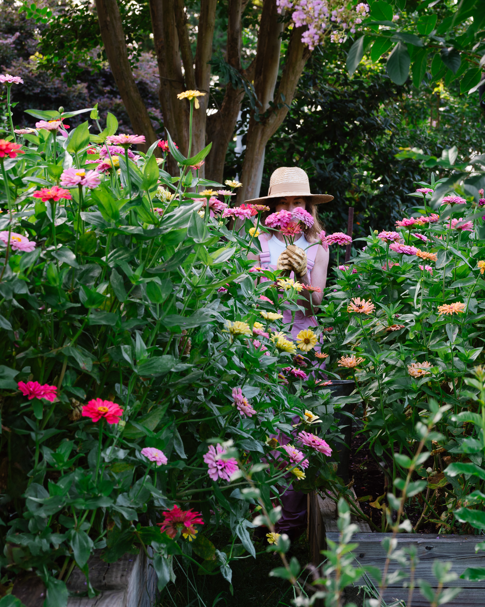 flower gardener in the zinnia garden