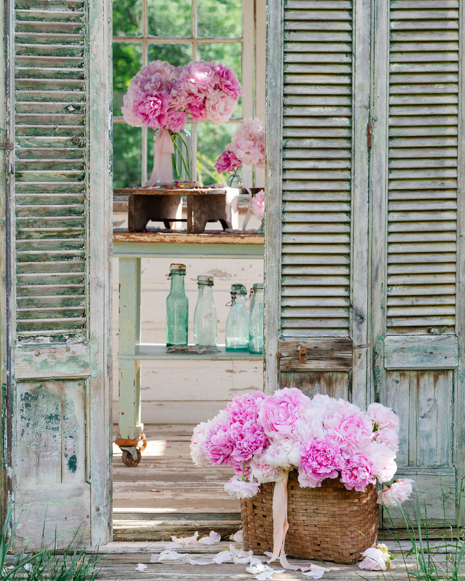 Peonies in the flower house 