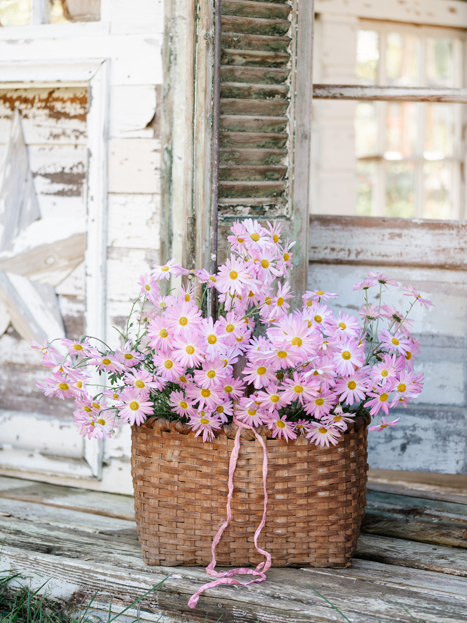 Pink Chrysanthemums in a vintage basket 