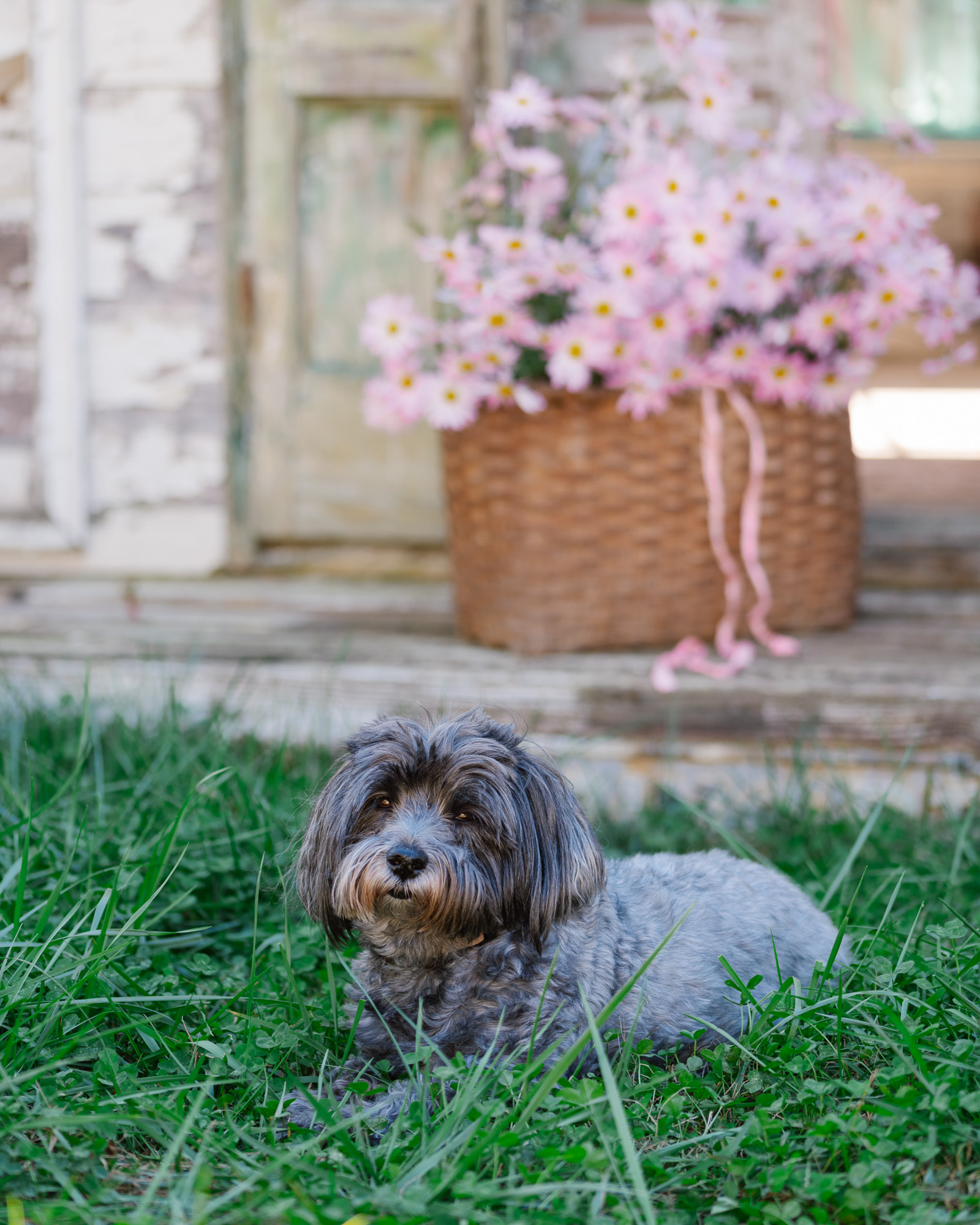 Fall Flowers and the flower garden helper