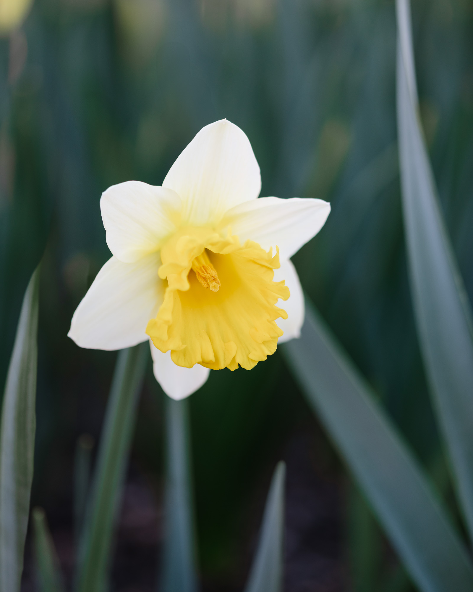 daffodils