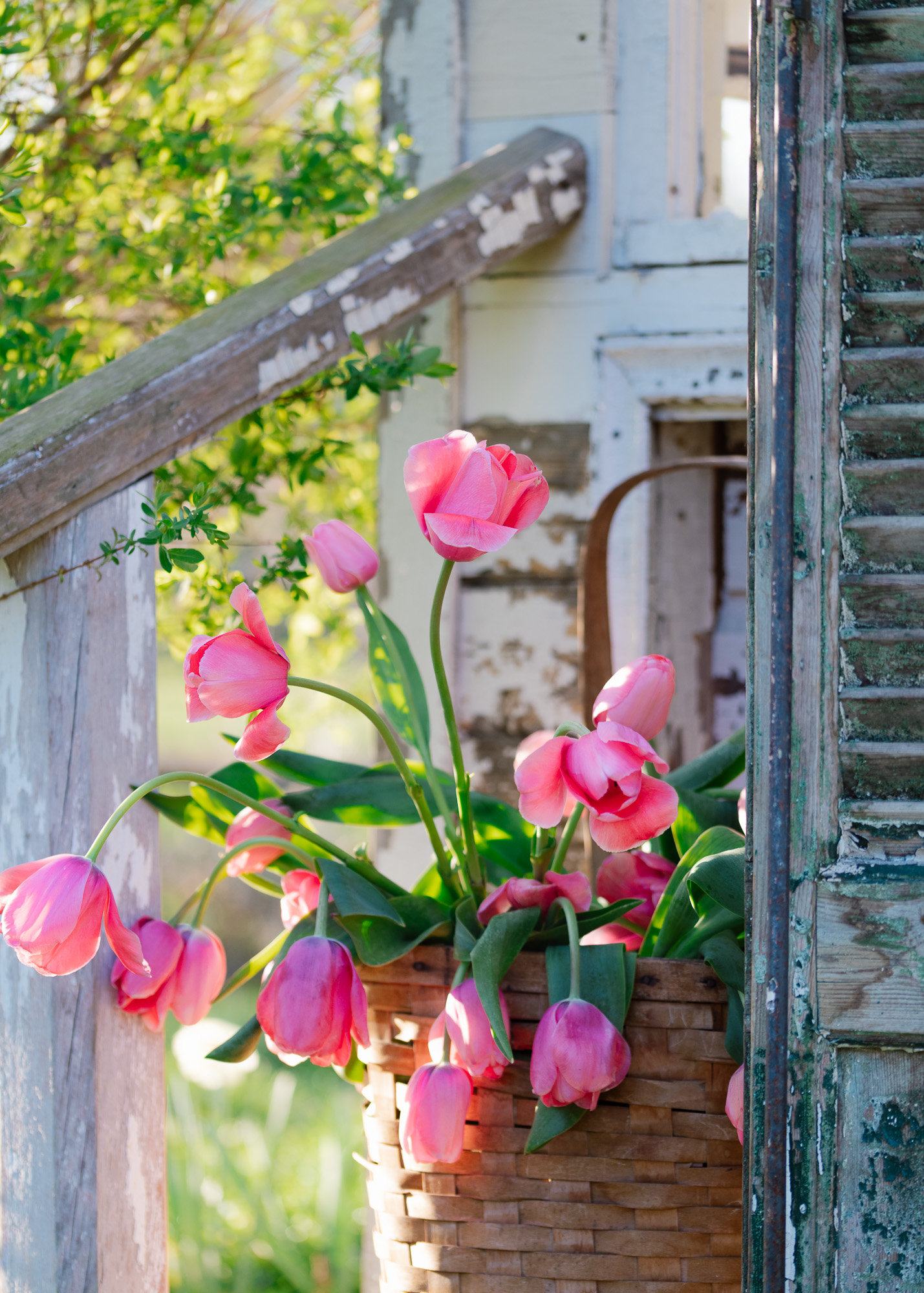 Tulips in a vintage basket