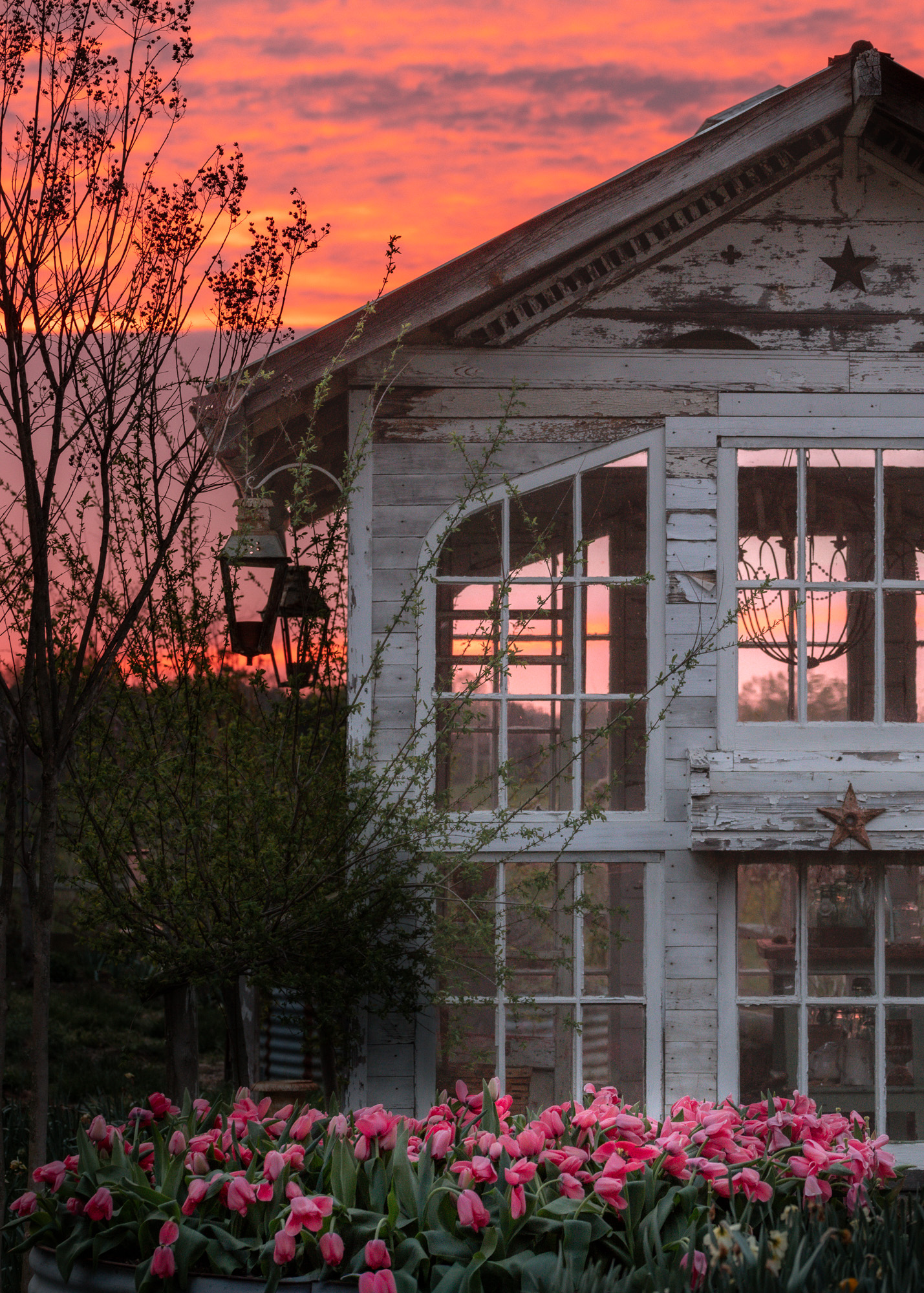 Tulip Season in the flower garden