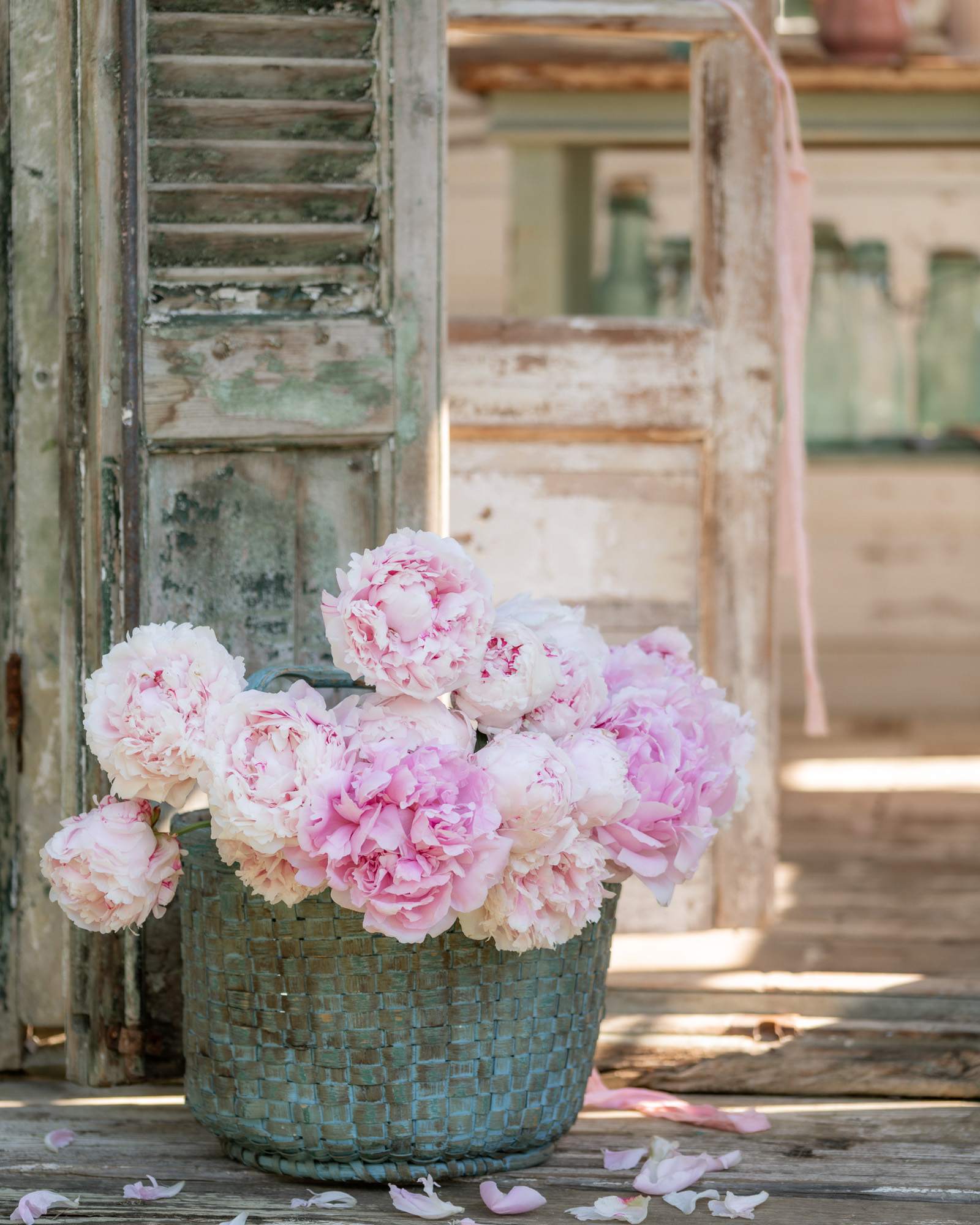 Peony Season in the flower garden