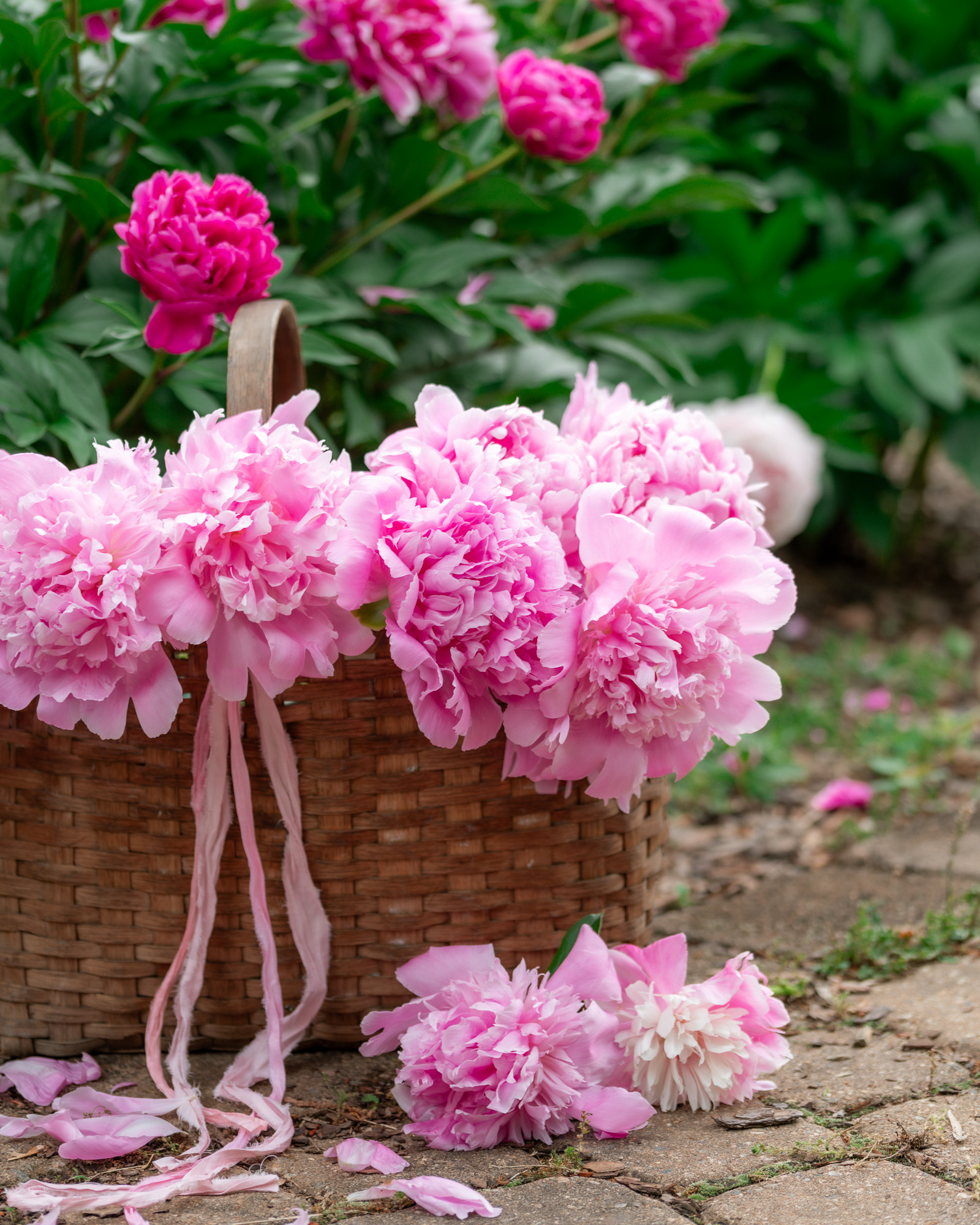 Peony Season