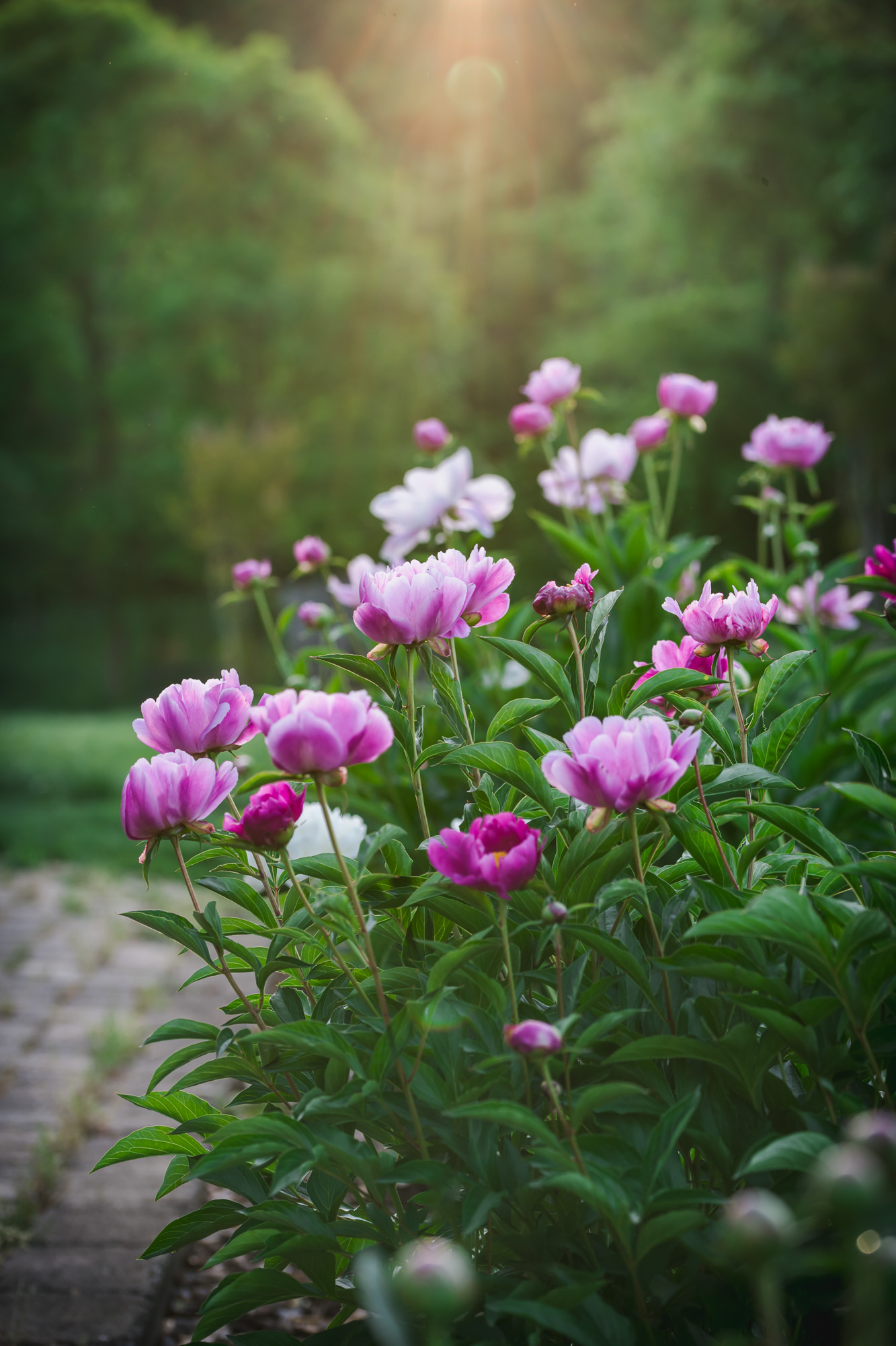 Peony Flower Garden