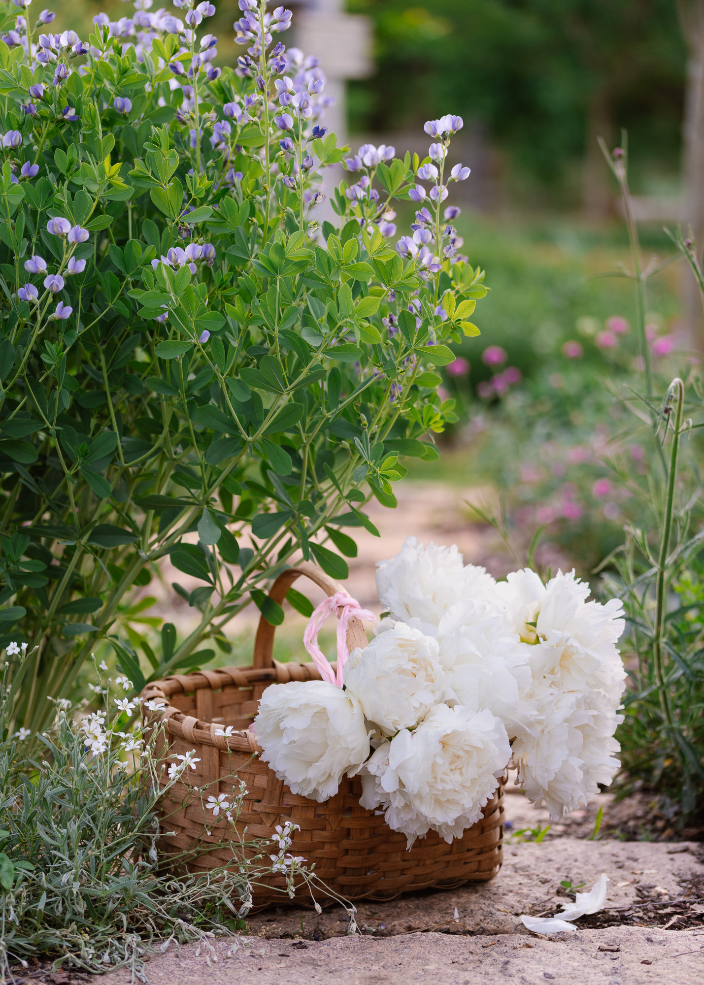 Baptisia & white peonies in a vintage basket white peonies in a vintage basket