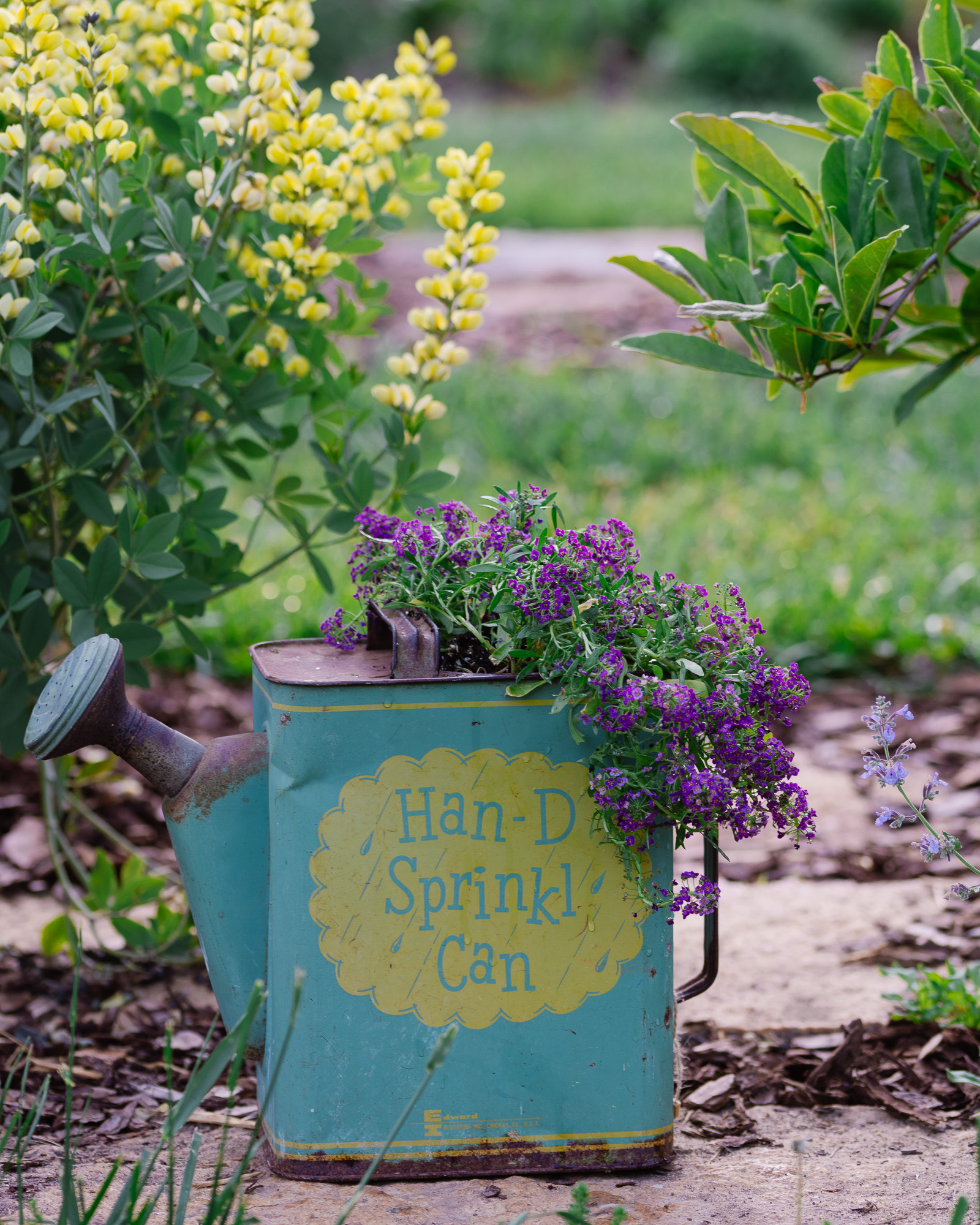 A vintage Han-D Sprinkle Can filled with sweet alyssum A vintage Han-D Sprinkle Can filled with sweet alyssum