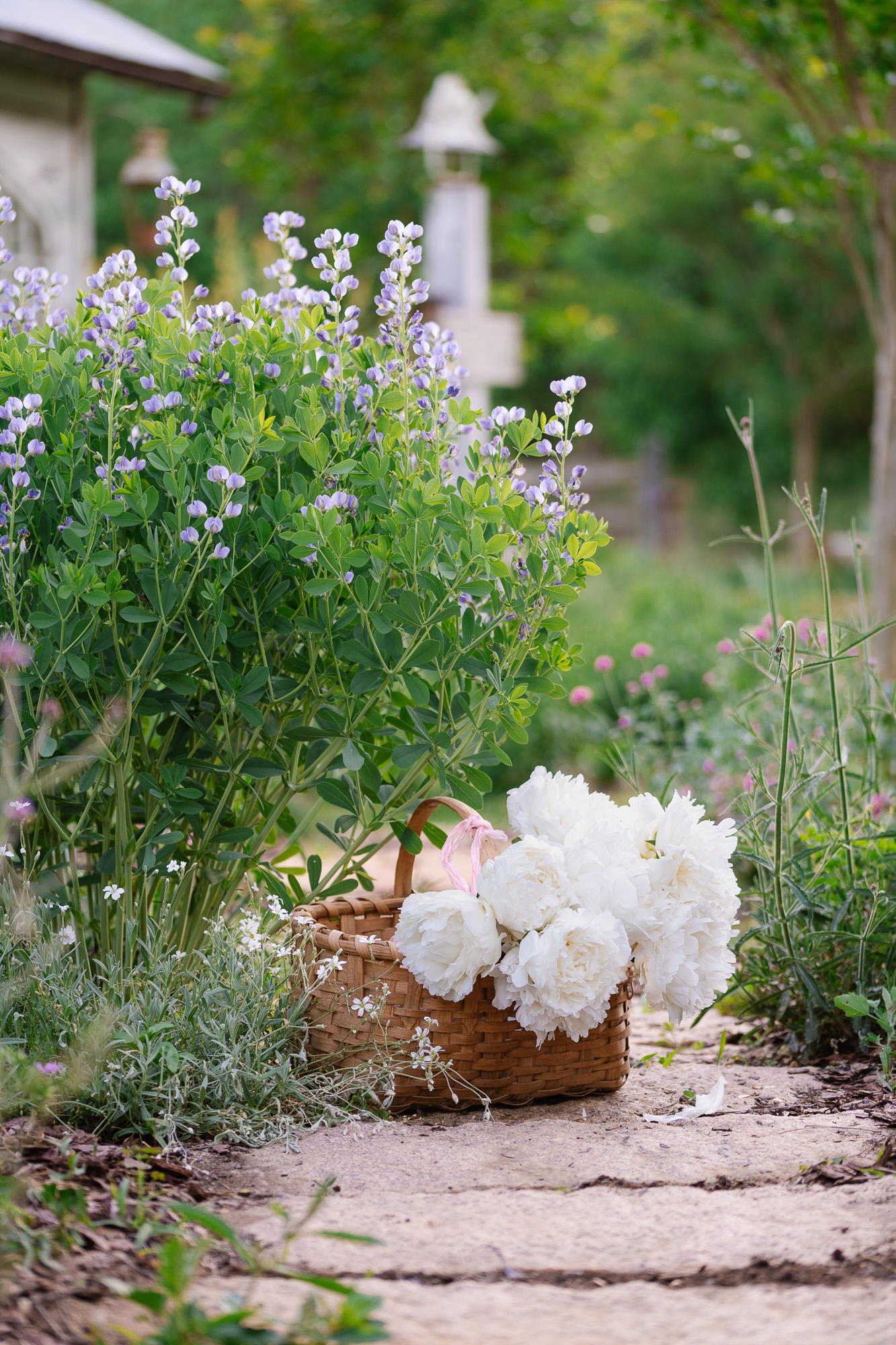 Baptisia & White Peonies In the flower garden