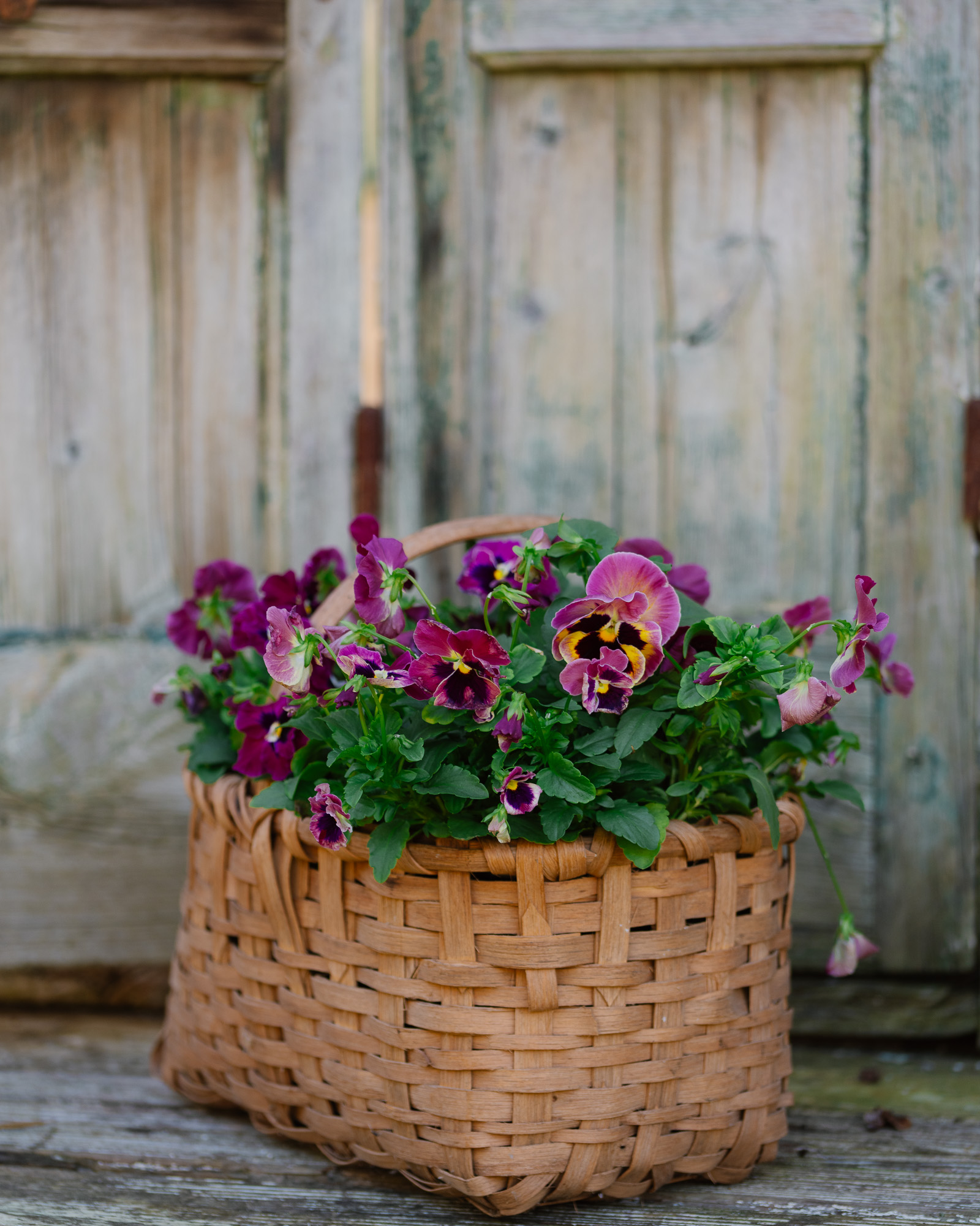 vintage basket filled with pansies