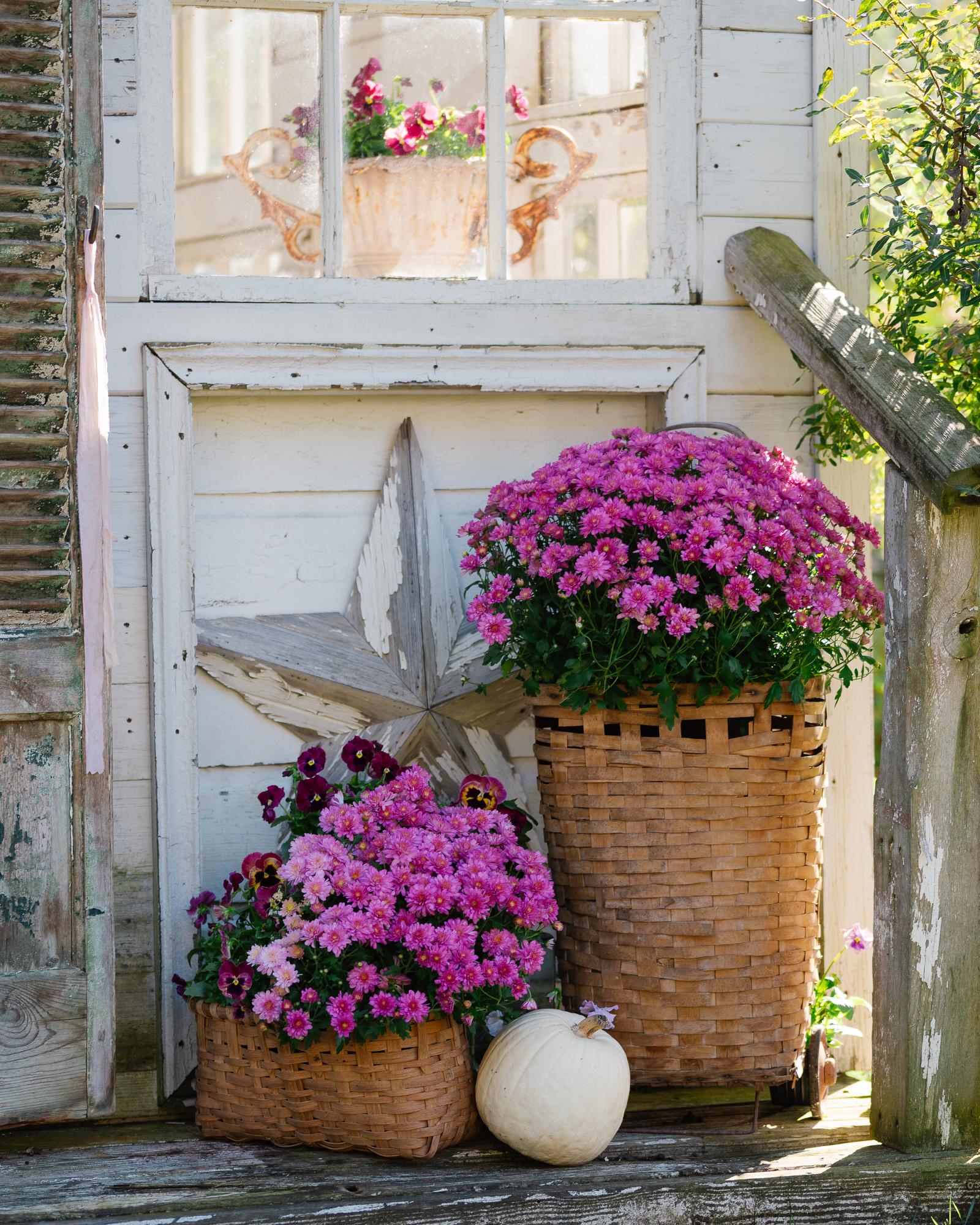 Pink pansies and fall mums in vintage baskets on the Flower House porch. Pink pansies and fall mums in vintage baskets on the Flower House porch.