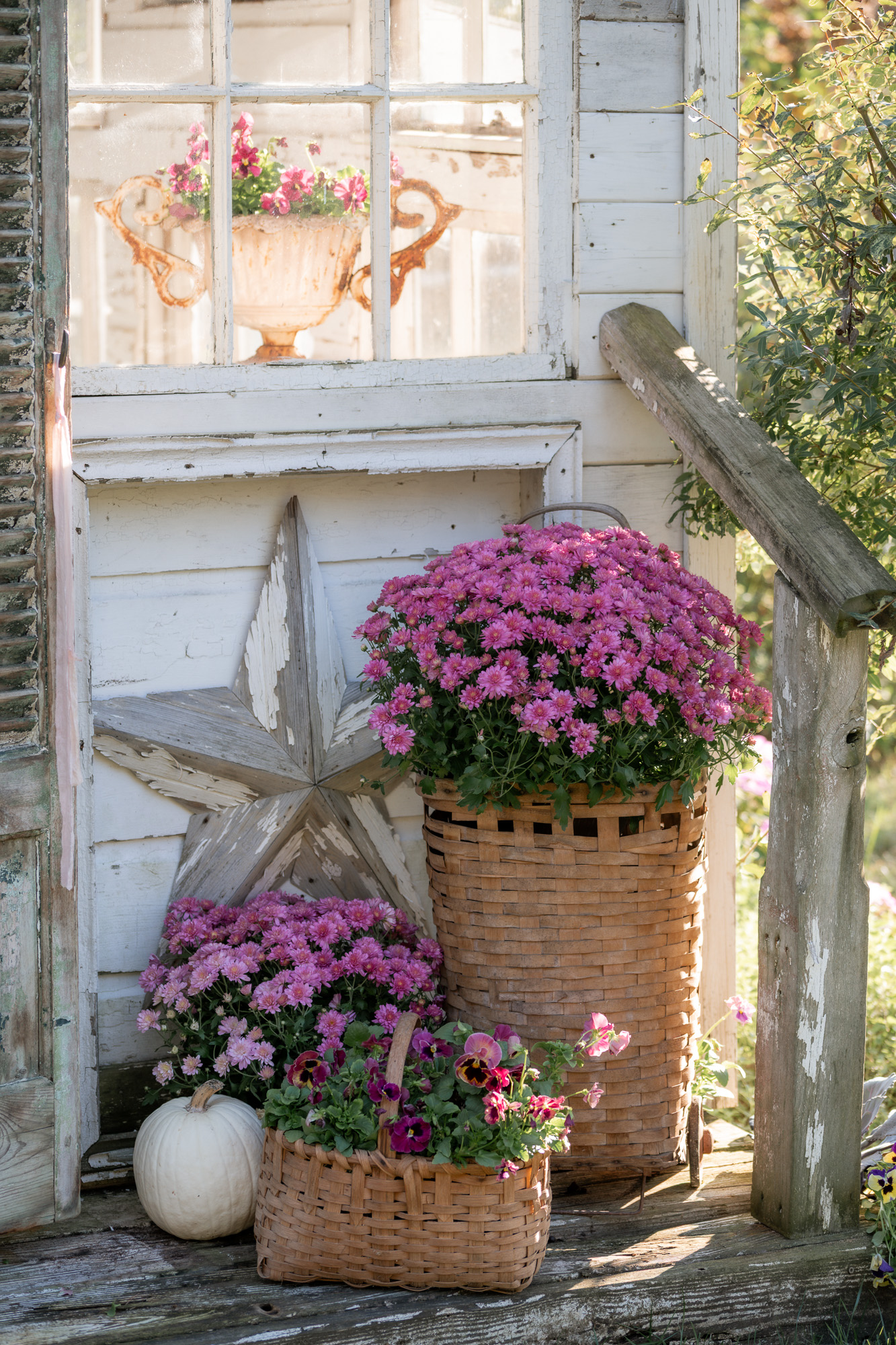 Vintage baskets filled with pink mum's and pansies